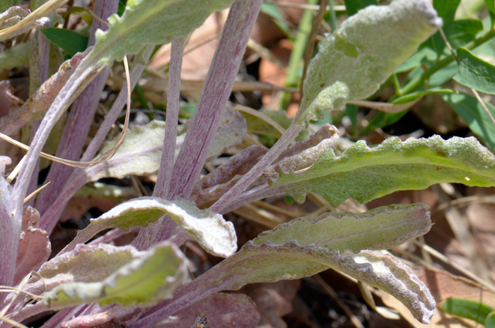 Packera neomexicana has whitish-green leaves that may be hairy or cob-webby. The leaves are ovate to lanceolate or narrowly lanceolate and often tomentose (whitish). The lower leaves have stems while the upper leaves do not. New Mexico Groundsel